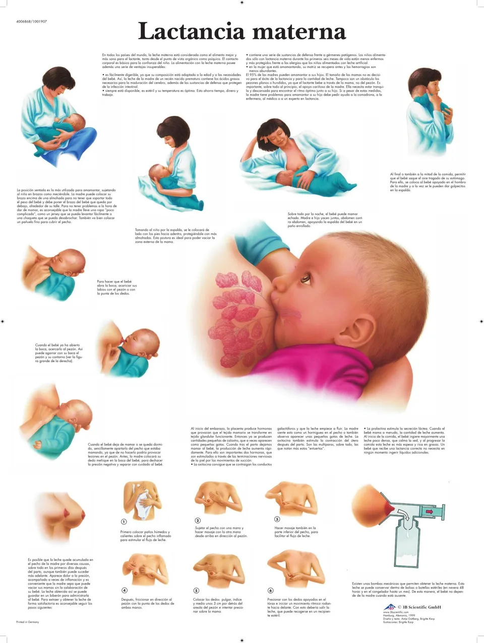 3b-scientific-stillen-lehrtafel-vr3557uu-papierposter-schwangerschaft image 1