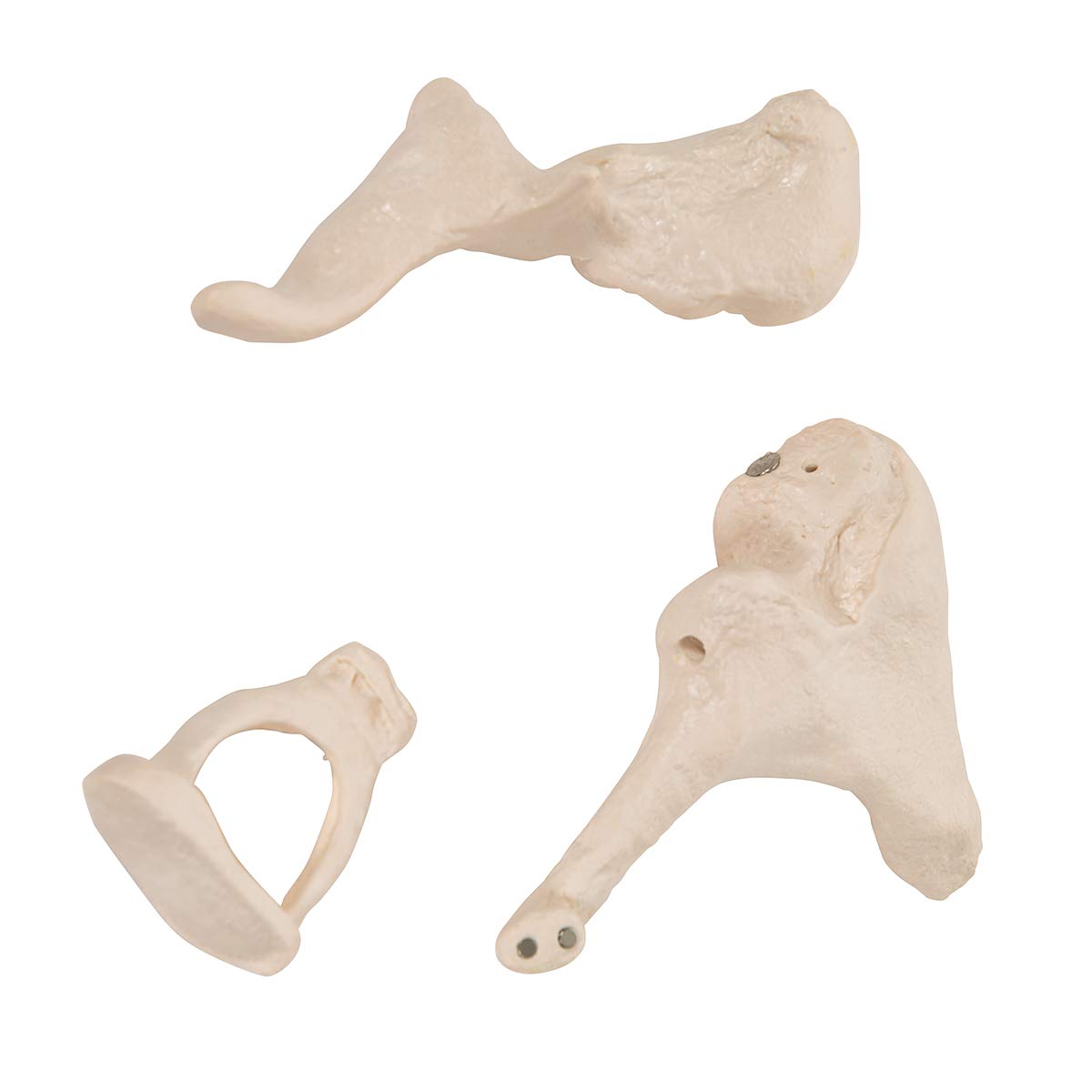 3b-scientific-3b-smart-anatomy-a101-geh-rkn-chelchen-modell-20-fach-vergr-ert image 7