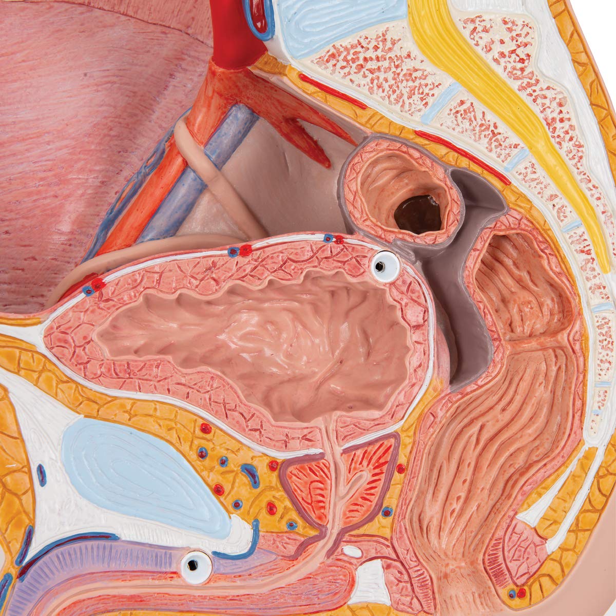3b-scientific-m-nnliches-beckenmodell-2-teilig-pvc-smart-anatomy-app image 3
