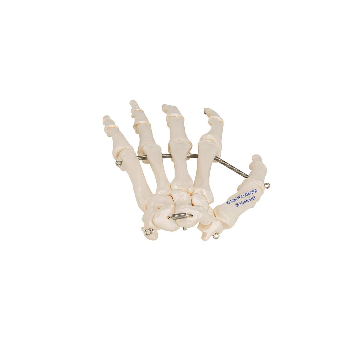 3b-scientific-handskelett-modell-auf-draht-lebensgro-smart-anatomy-app image 6