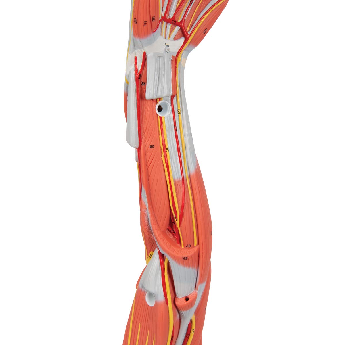 3b-scientific-armmuskel-modell-6-teilig-lebensgro-es-arm-modell-mit-abnehmbaren- image 7