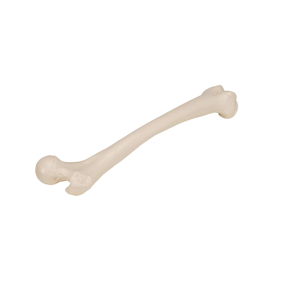 3b-scientific-a35-1-femur-modell-3b-smart-anatomy image 4