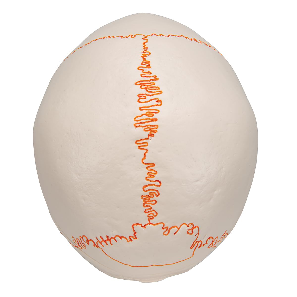 3b-scientific-a21-klassik-sch-del-3-teilig-mit-nummerierung-3b-smart-anatomy image 7