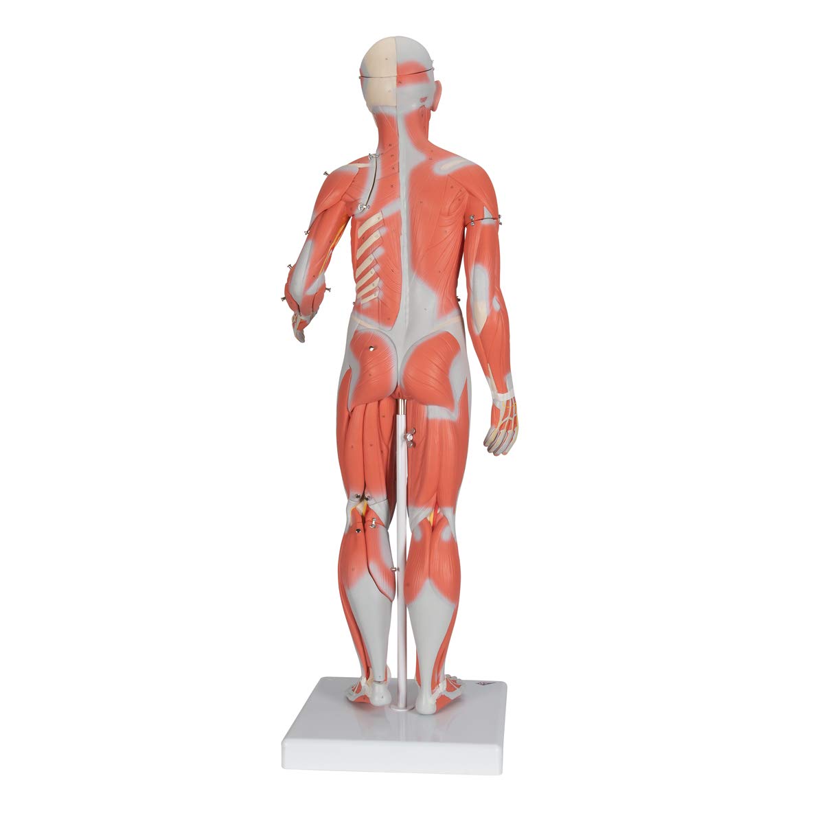 3b-scientific-weibliche-muskel-figur-lebensgro-21-teilig-humananatomie-modell-mi image 2