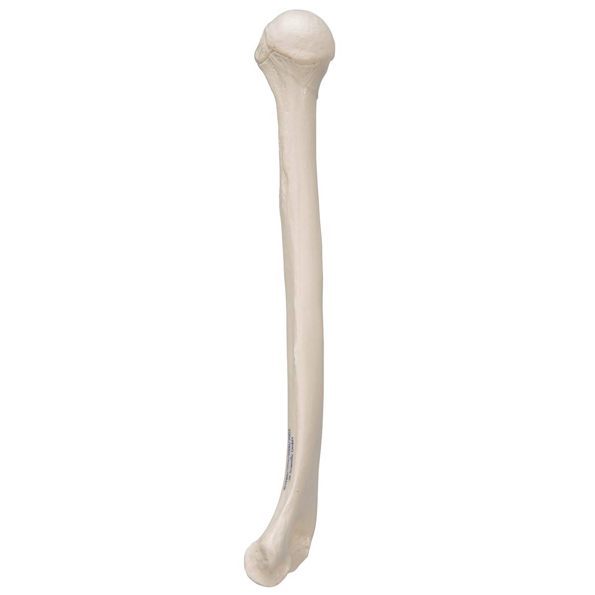 3b-scientific-humerus-modell-a45-1-oberarmknochen-in-naturgr-e-mit-smart-anatomy image 4