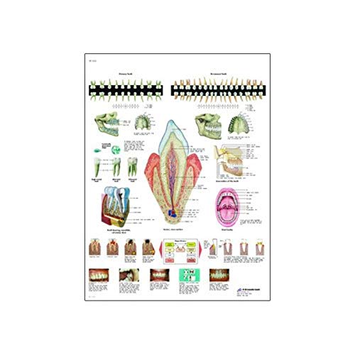 3b-scientific-z-hne-anatomie-diagramm-hochglanz-papier-50-x-67-cm image 2