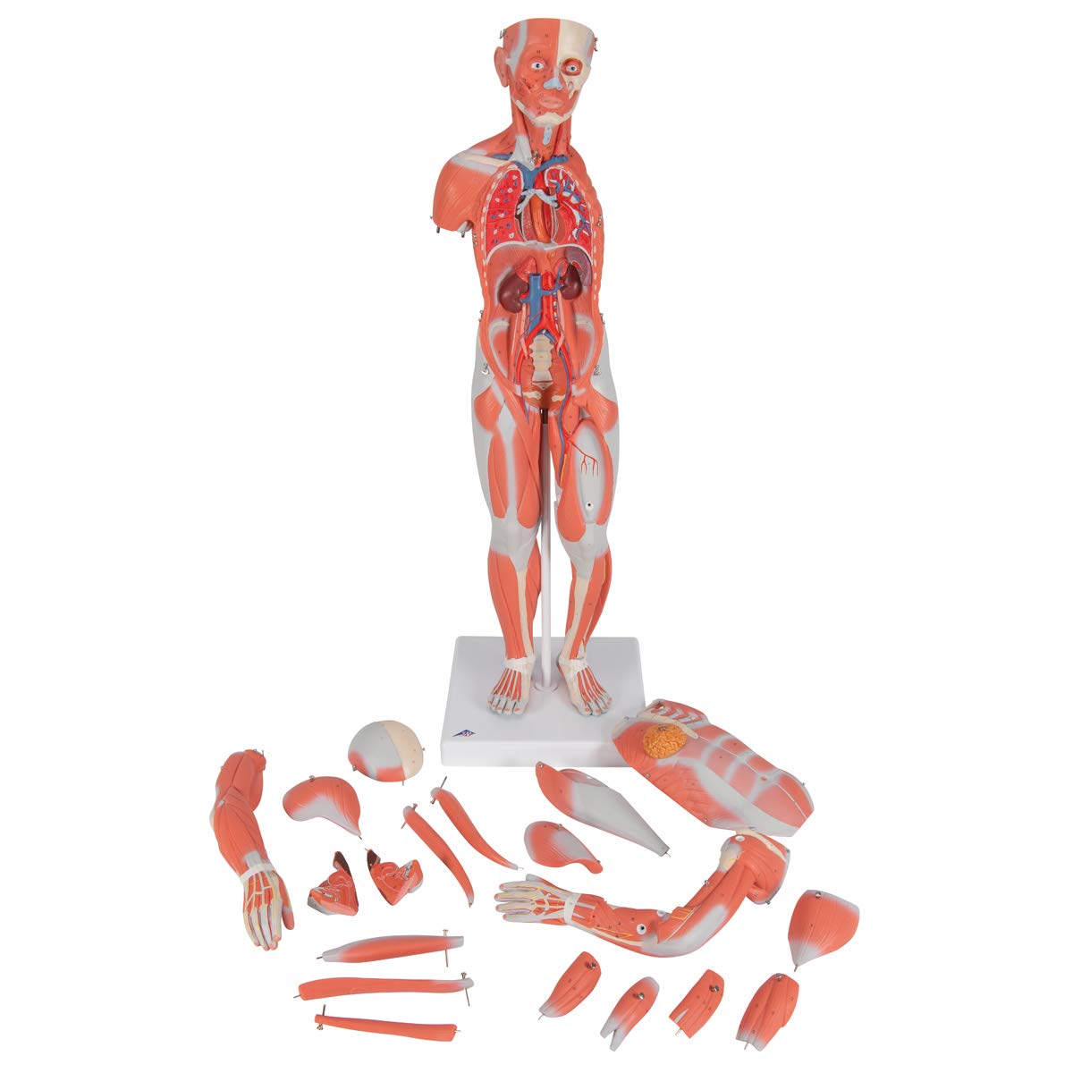 3b-scientific-weibliche-muskel-figur-lebensgro-21-teilig-humananatomie-modell-mi image 3