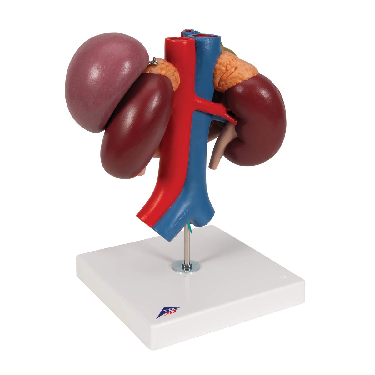 3b-scientific-nieren-mit-hinteren-oberbauchorganen-3-teilig-3b-smart-anatomy-app image 2