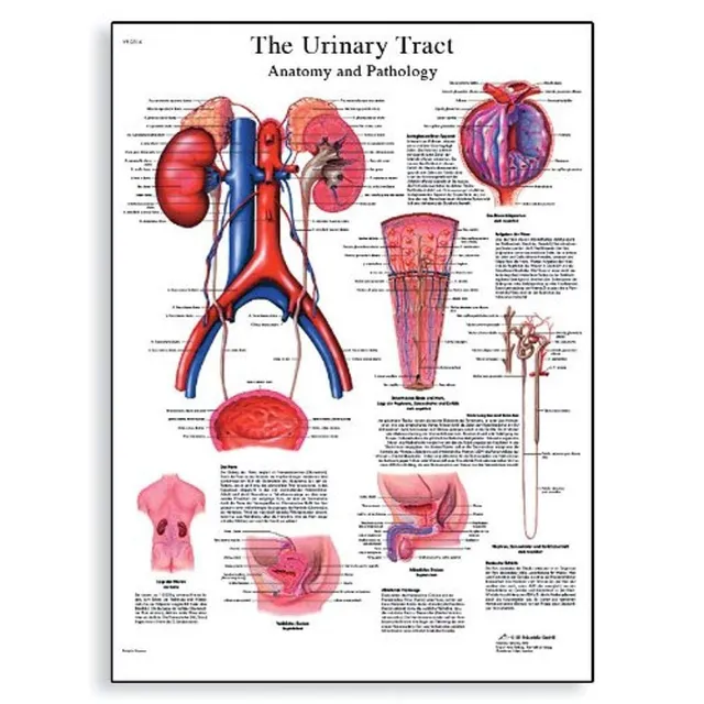 3b-scientific-schaubild-harntrakt-anatomie-und-physiologie-diagramm-50-x-67-cm image 1