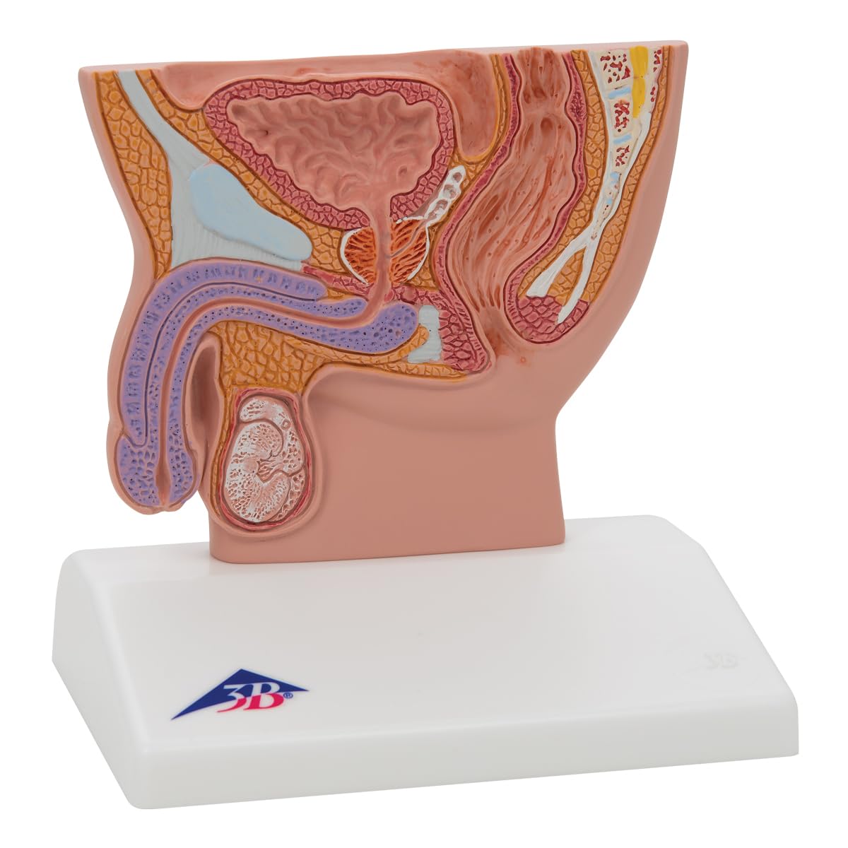 3b-scientific-m-nnliches-beckenschnitt-modell-lebensgro-pvc-mit-smart-anatomy image 2