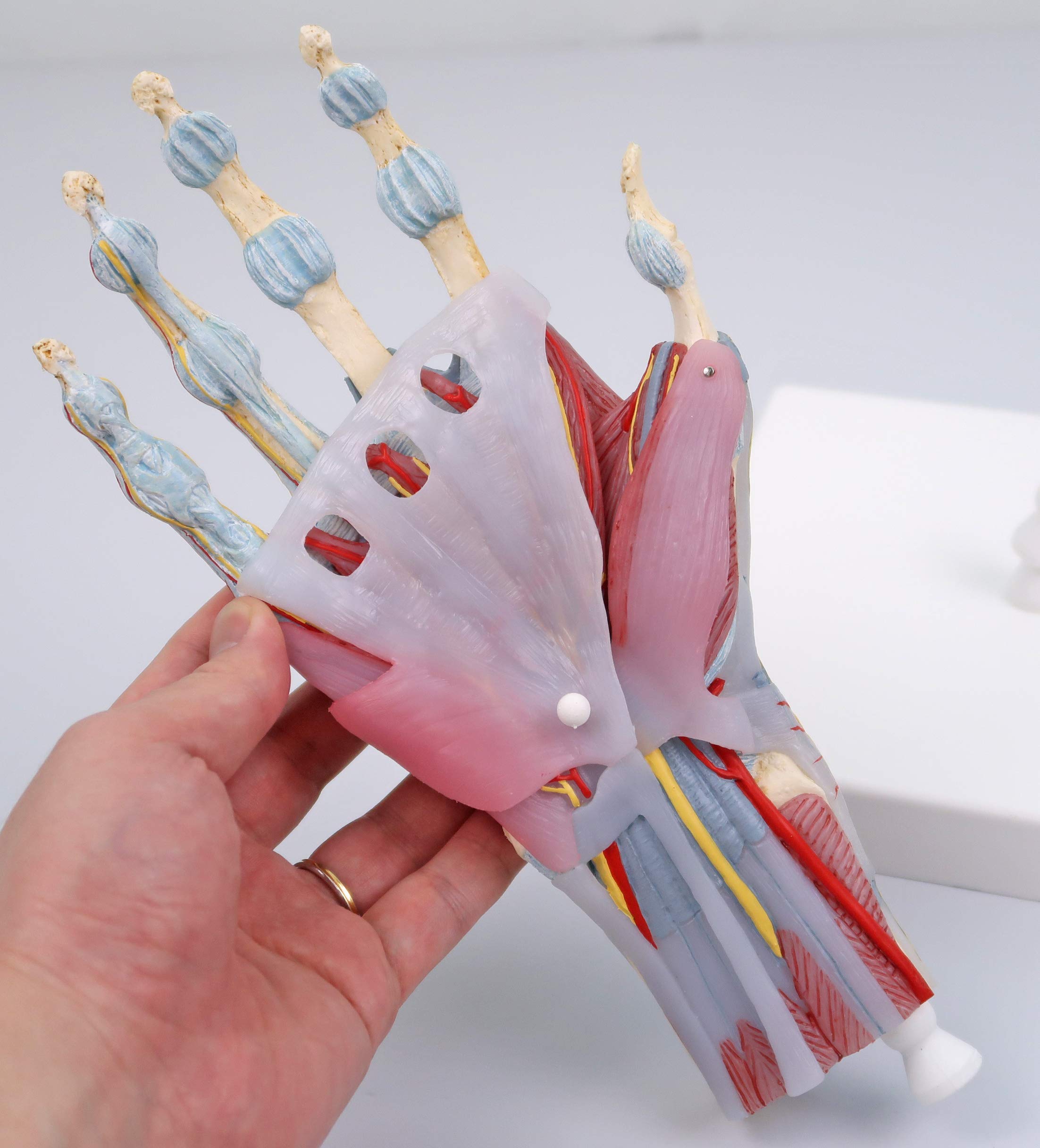 3b-scientific-m33-1-hand-skelett-modell-mit-b-ndern-und-muskeln-3b-smart-anatomy image 3