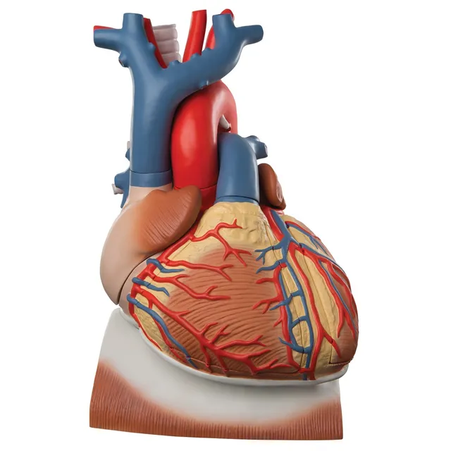 3b-scientific-herzmodell-mit-zwerchfell-3-fache-gr-e-10-teilig-smart-anatomy-app image 1