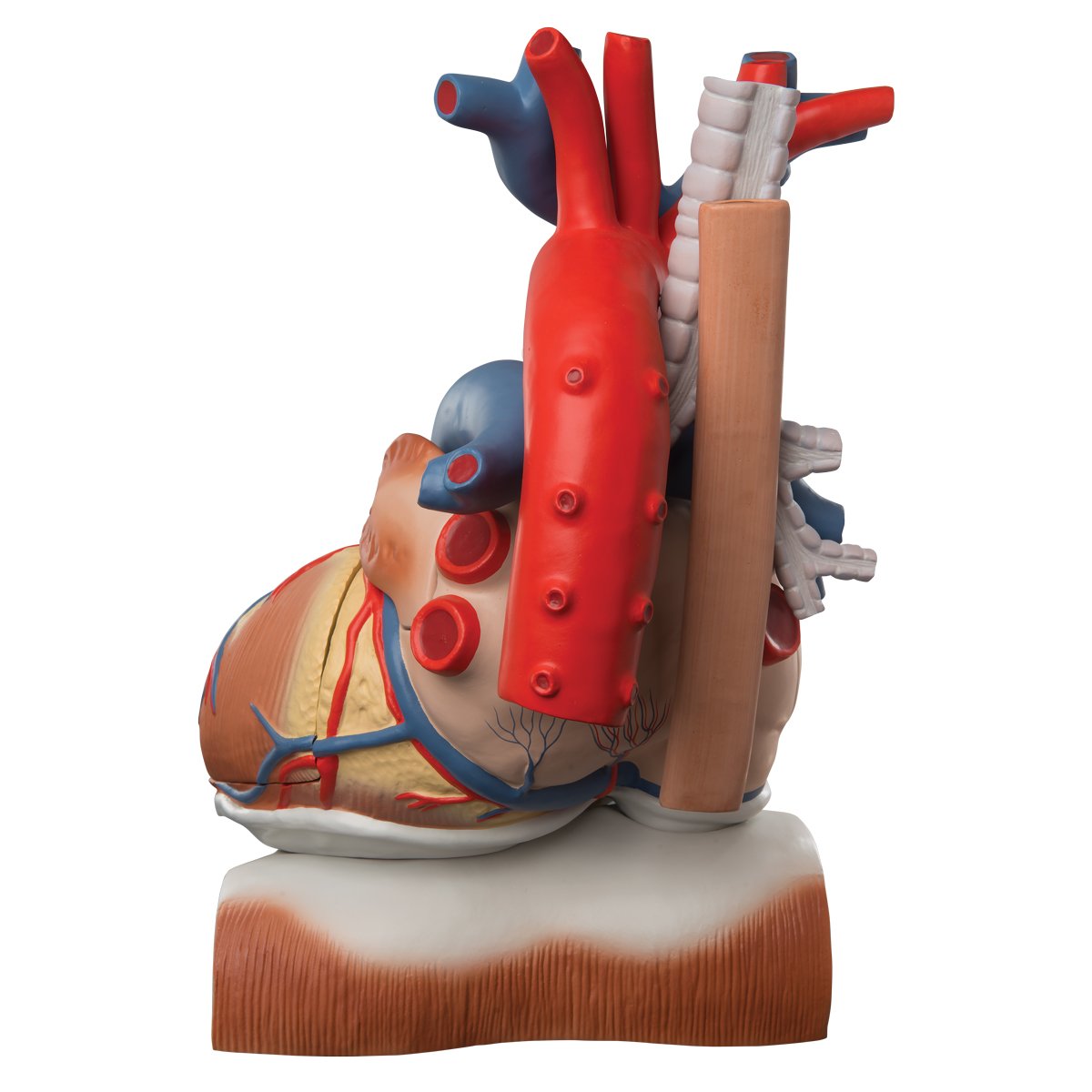 3b-scientific-herzmodell-mit-zwerchfell-3-fache-gr-e-10-teilig-smart-anatomy-app image 3