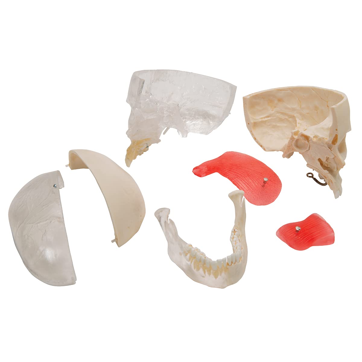 3b-scientific-bonelike-sch-del-modell-a282-halb-transparent-halb-knochen-8-teili image 7