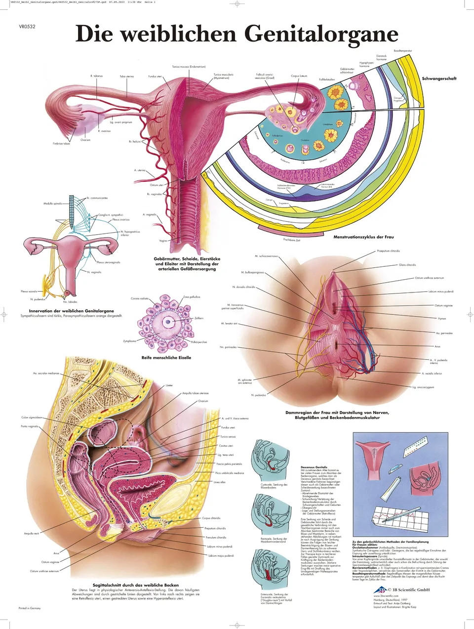 3b-scientific-lehrtafel-die-weiblichen-genitalorgane-vr0532uu-50x67-cm image 1
