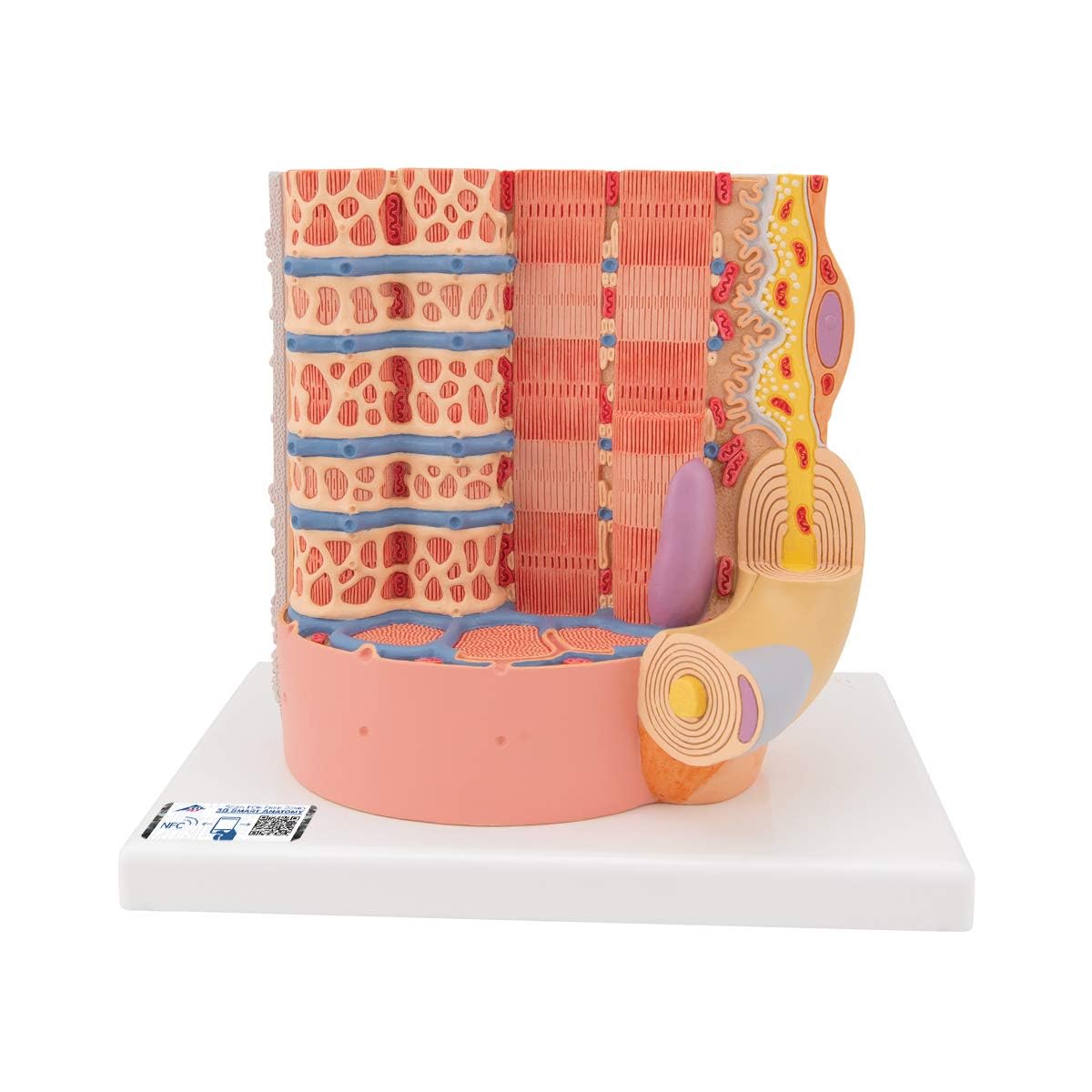 3b-scientific-microanatomy-muskelfaser-modell-10-000-fach-muskel-faser-mit-sarko image 1