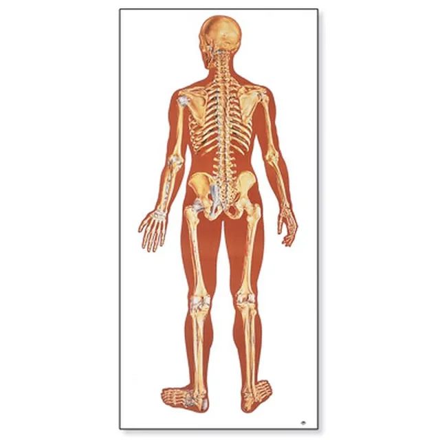 3b-scientific-lehrtafel-das-menschliche-skelett-r-ckseite-anatomie-wandkarte-84x image 1