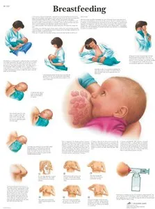 3b-scientific-stillen-schaubild-50-x-67-cm-anatomieposter-schwangerschaft image 1
