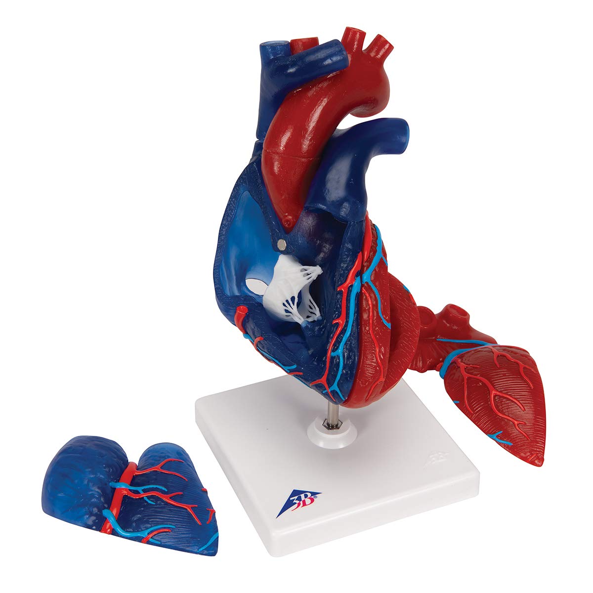 3b-scientific-herzmodell-lebensgro-5-teilig-didaktisch-smart-anatomy-app image 8