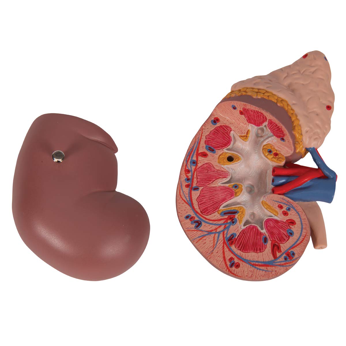 3b-scientific-k12-nierenmodell-mit-nebenniere-und-stativ-3b-smart-anatomy-app image 7