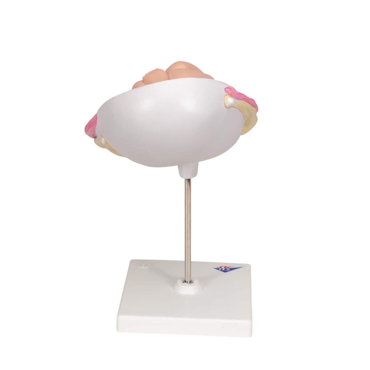 3b-scientific-fetus-7-monat-in-geb-rmutter-schwangerschafts-anatomiemodell-15x32 image 4