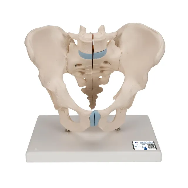 3b-scientific-m-nnliches-becken-modell-3-teilig-3b-smart-anatomy-app image 1