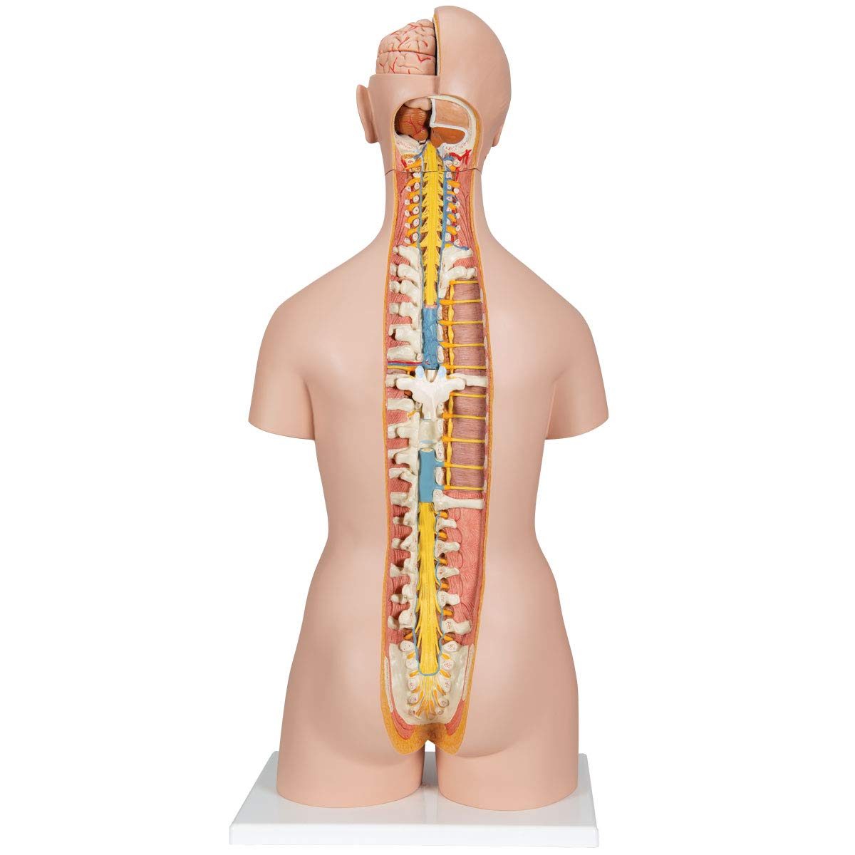 3b-scientific-classic-torso-modell-geschlechtsneutral-18-teilig-mit-offenem-nack image 2