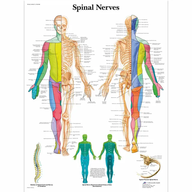 3b-scientific-lehrtafel-wirbels-ulennerven-anatomie-poster-50-x-67-cm image 1