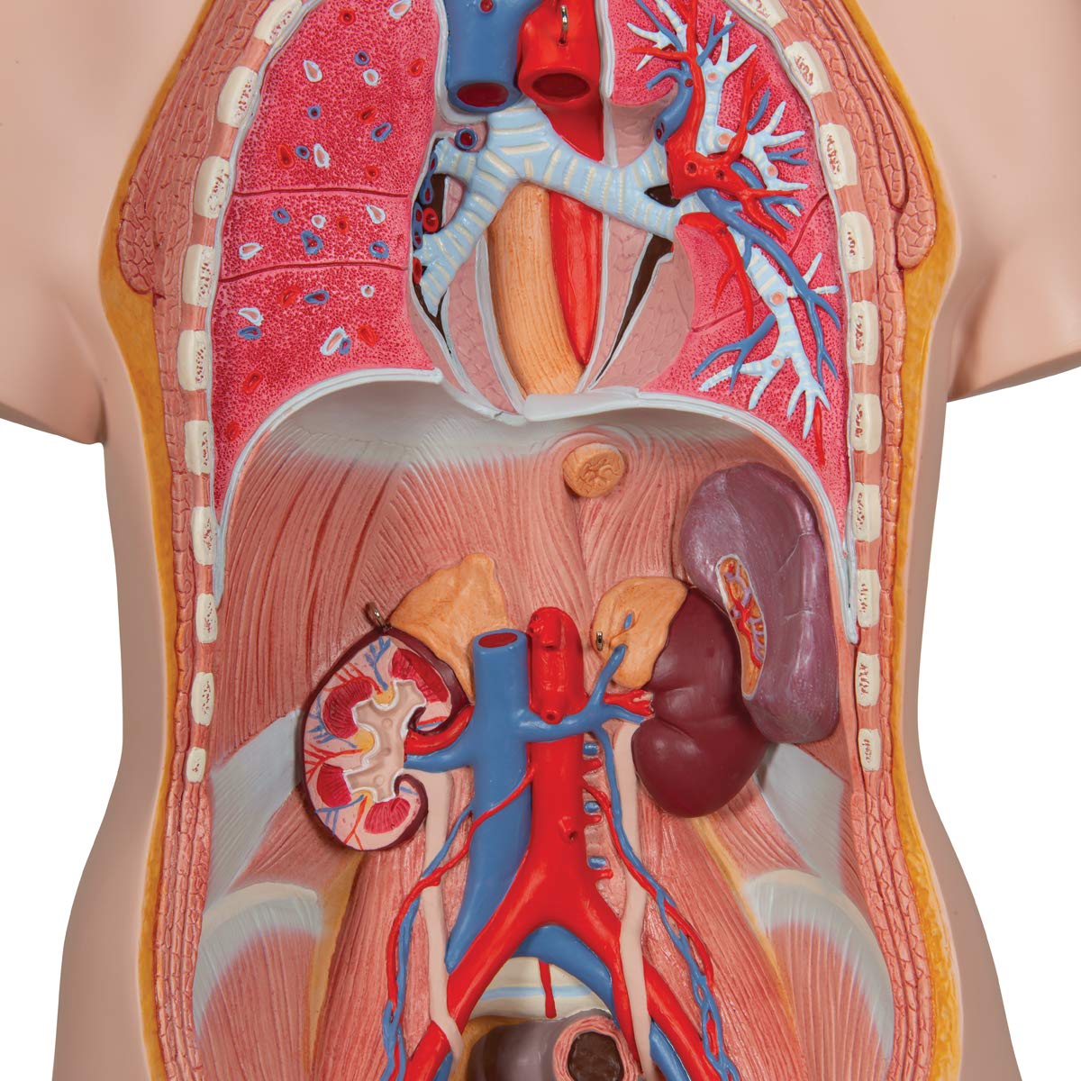 3b-scientific-klassik-torso-b13-geschlechtslos-14-teilig-menschlicher-torso-mit- image 4