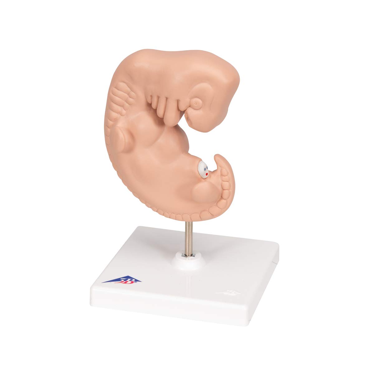 3b-scientific-embryo-modell-25-fache-gr-e-4-wochen-mit-smart-anatomy-app image 5