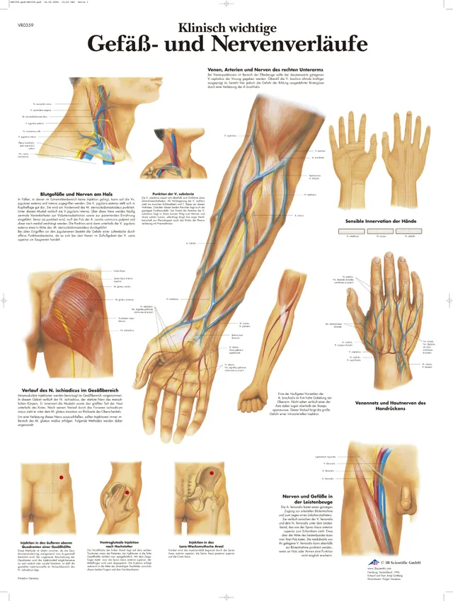 3b-scientific-lehrtafel-klinisch-wichtige-gef-und-nervenverl-ufe-laminiert-50-x- image 1