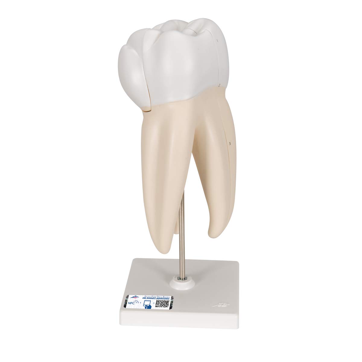 3b-scientific-oberer-molaren-zahnmodell-3-teilig-vergr-ert-mit-smart-anatomy-app image 1