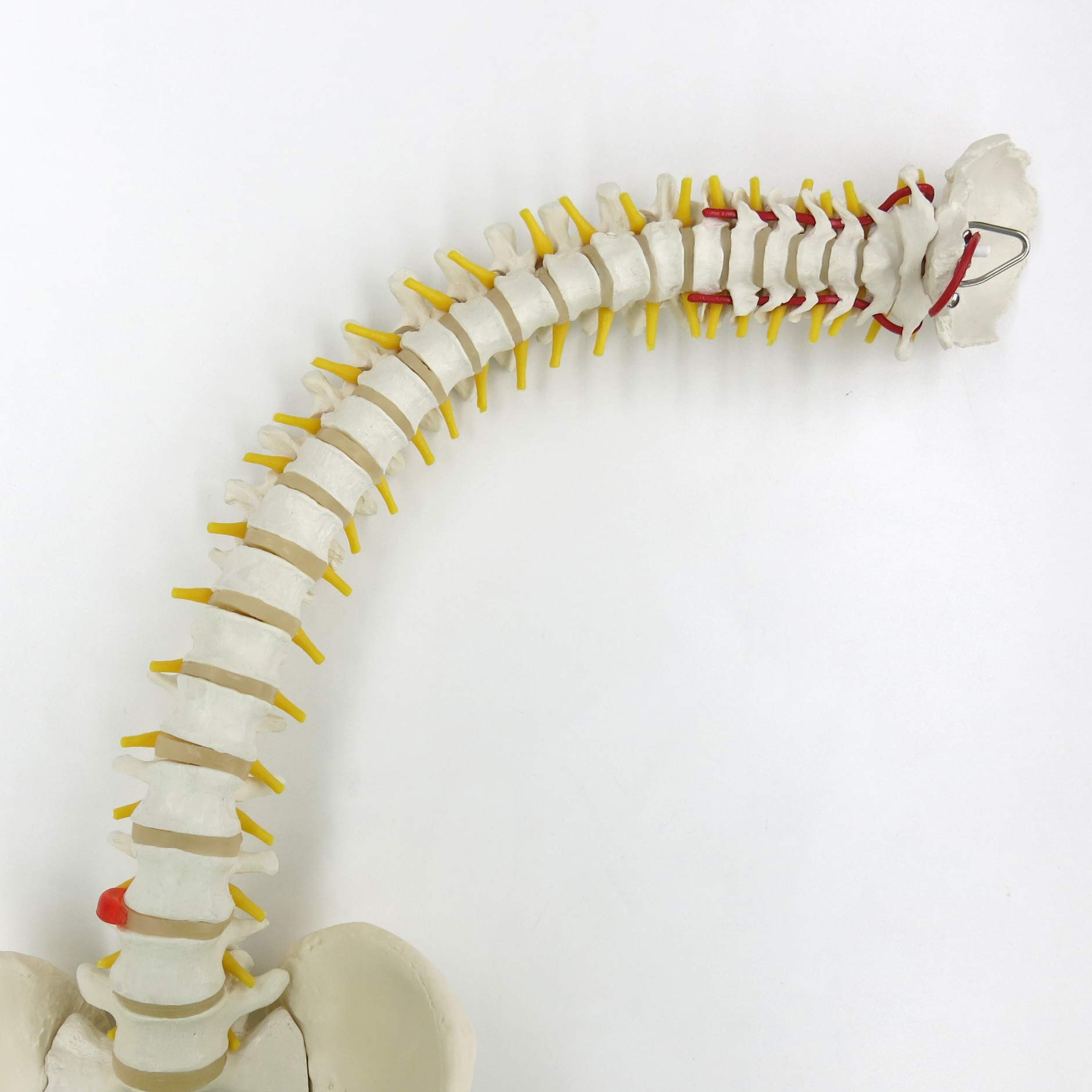 3b-scientific-flexible-wirbels-ule-klassisch-lebensgro-mit-becken-und-3b-smart-a image 2