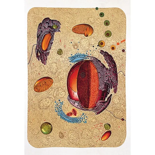 3b-scientific-menschliche-anatomie-lehrtafel-bau-einer-menschlichen-zelle-84x200 image 1