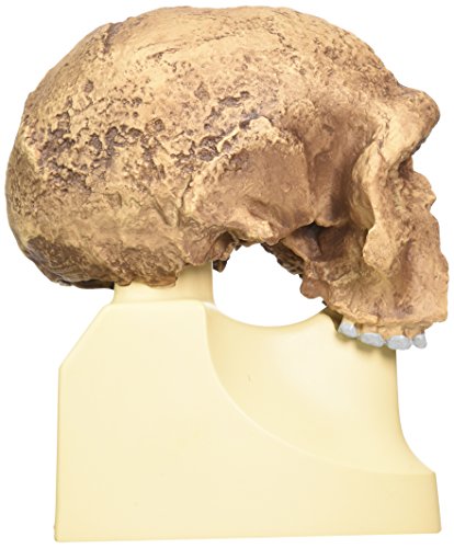 3b-scientific-sch-delreplikat-homo-steinheimensis-berkhemer-1936-vormenschen-sch image 8