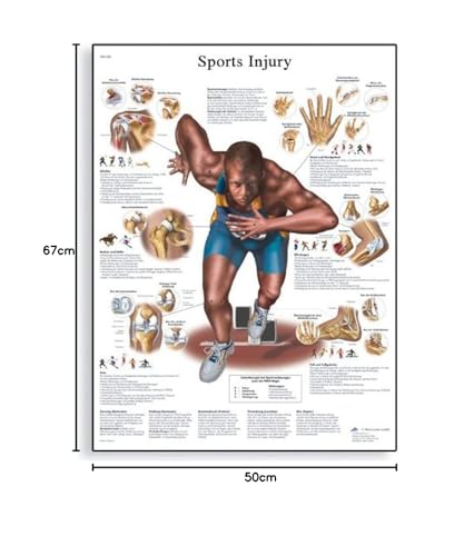 3b-scientific-vr1188uu-anatomie-sportverletzungen-lehrtafel-gedruckt image 5