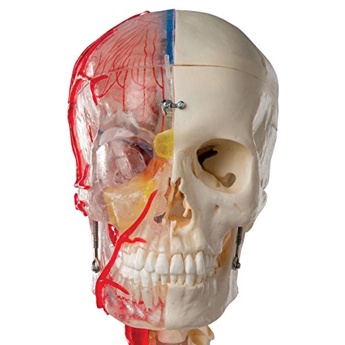 3b-scientific-bonelike-sch-delmodell-7-teilig-transparent-lebensgro-er-systemsch image 8
