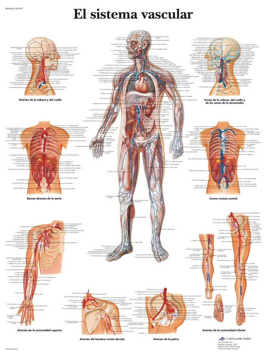 3b-scientific-lehrtafel-el-sistema-vascular-spanisch-50x67-cm image 1
