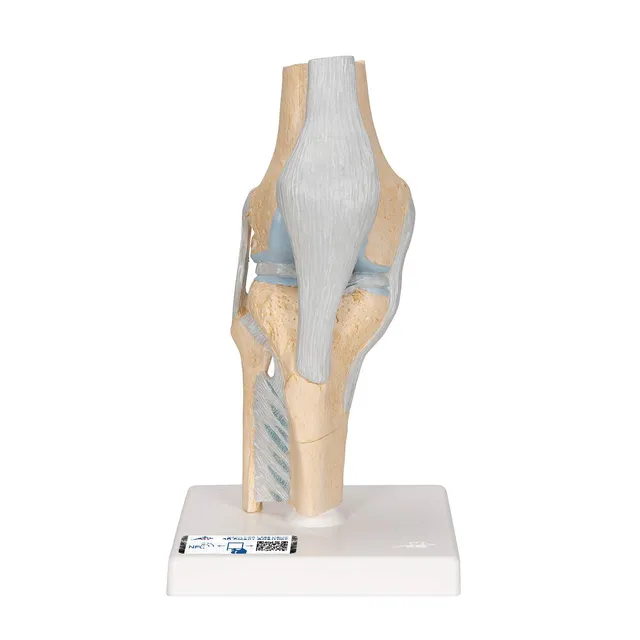 3b-scientific-gelenkschnitt-modell-knie-3-teilig-kniegelenk-schnittmodell image 1