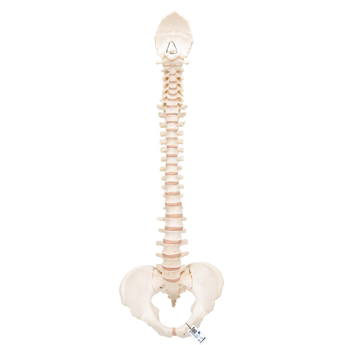 3b-scientific-bonelike-wirbels-ule-flexibel-komplette-wirbels-ule-mit-becken image 1