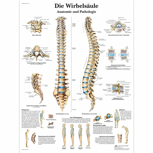 3b-scientific-lehrtafel-die-menschliche-wirbels-ule-laminiert-50-x-67-cm image 1