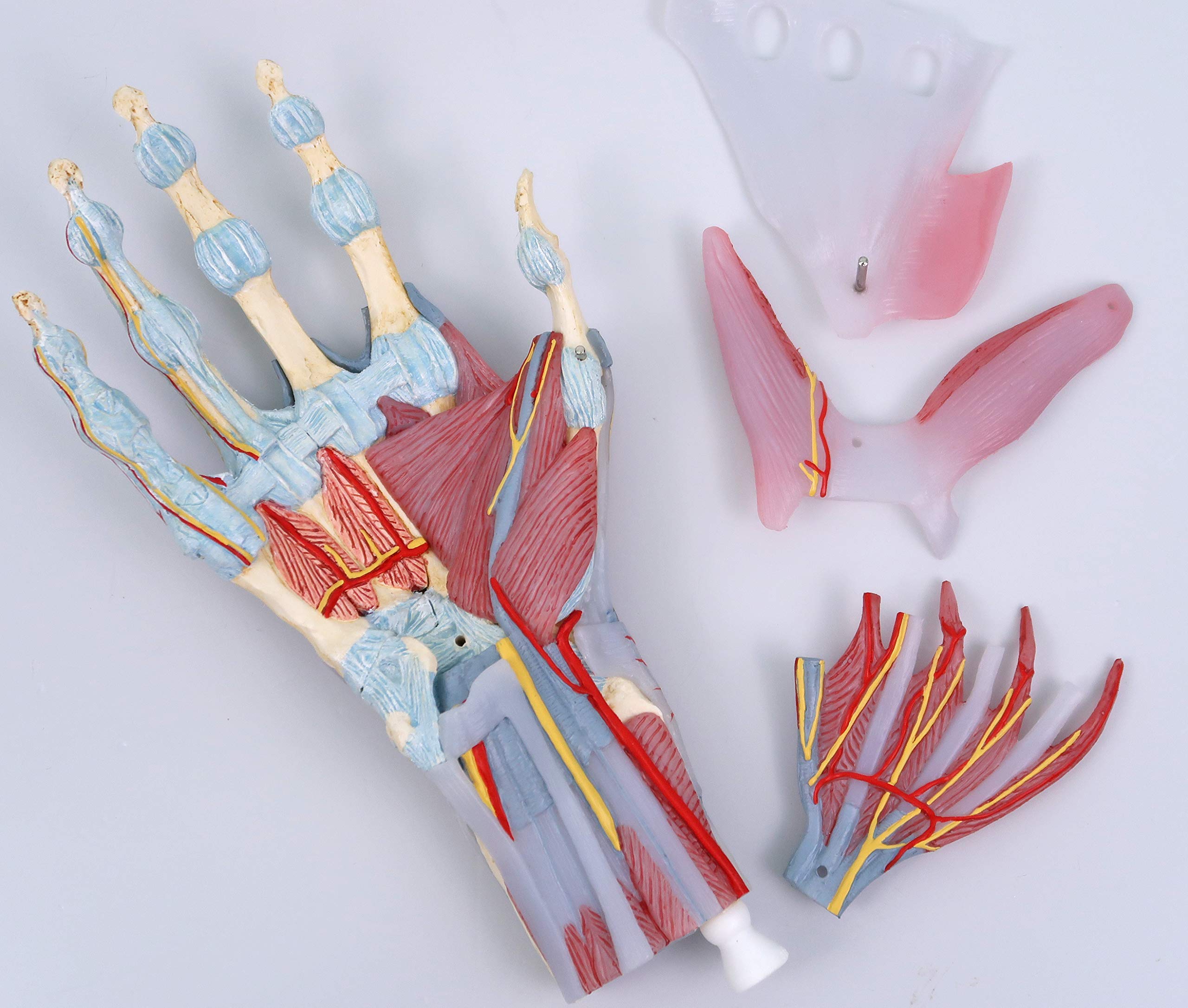 3b-scientific-m33-1-hand-skelett-modell-mit-b-ndern-und-muskeln-3b-smart-anatomy image 5