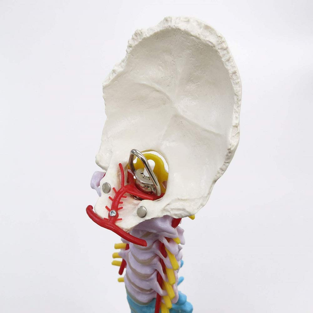 3b-scientific-didaktische-flexible-wirbels-ule-a58-9-82-cm-mit-oberschenkelk-pfe image 4
