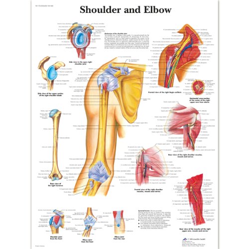 3b-scientific-vr1170l-poster-schulter-und-ellenbogen-englisch-50-8-x-66-cm image 3