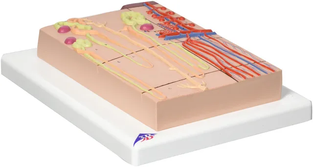 3b-scientific-nephron-mit-blutgef-en-anatomiemodell-120-fache-gr-e image 1