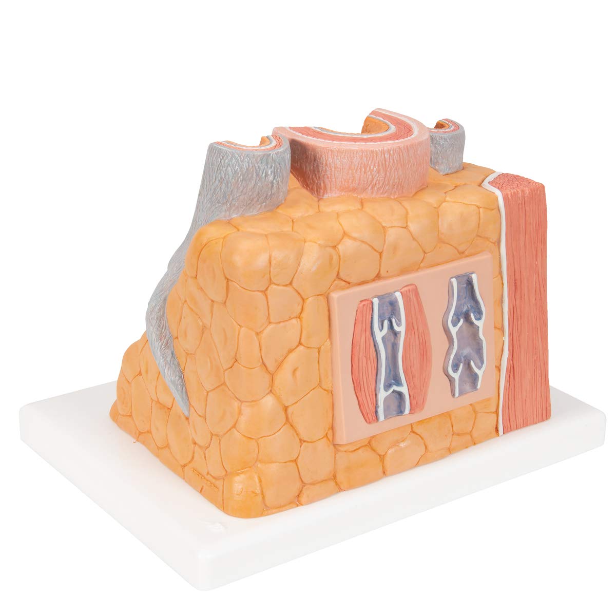 3b-scientific-microanatomy-arterie-und-vene-14-fach-g42 image 4