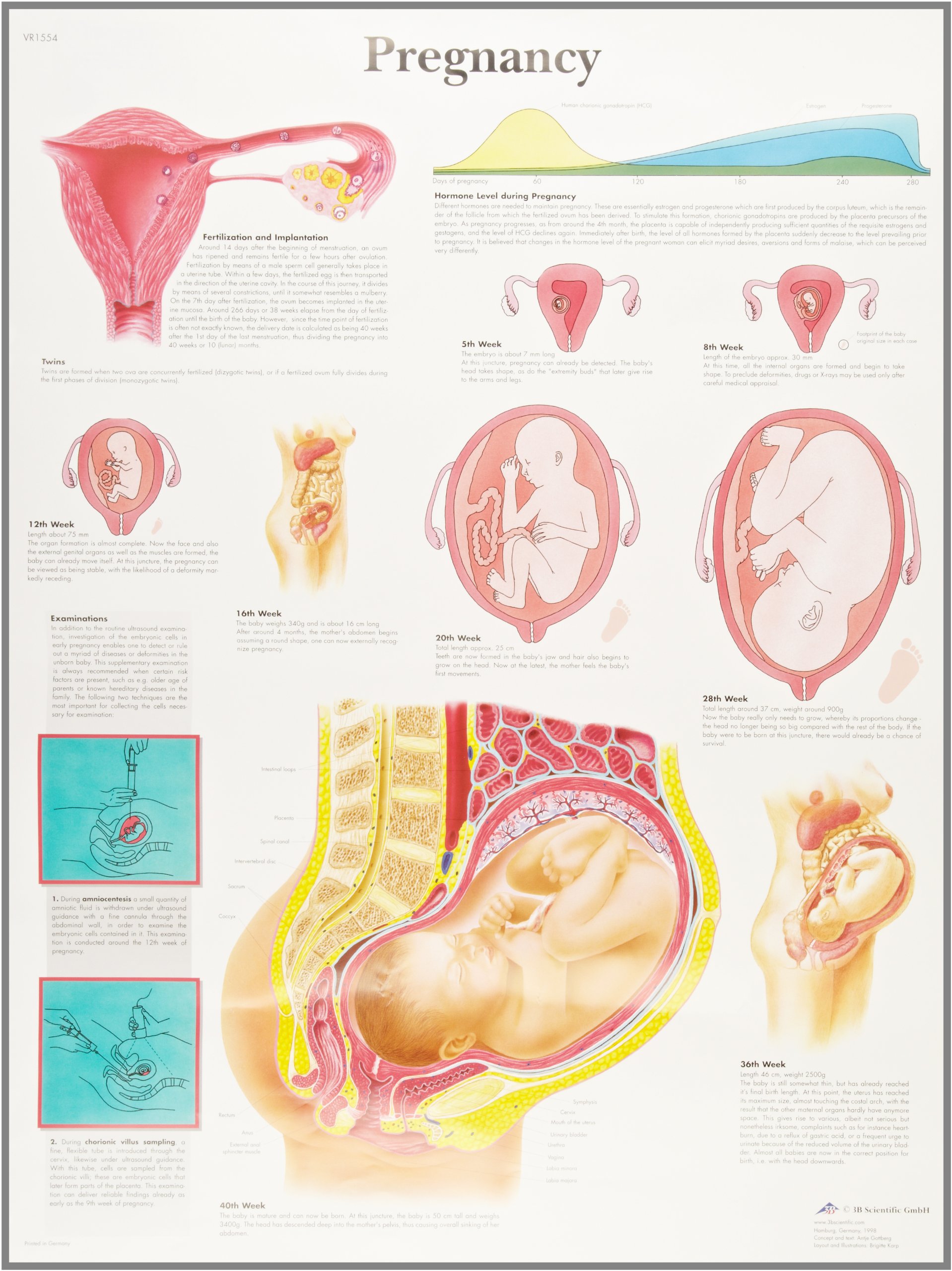 3b-scientific-schwangerschaft-laminierte-anatomie-lehrtafel-50-x-67-cm image 2