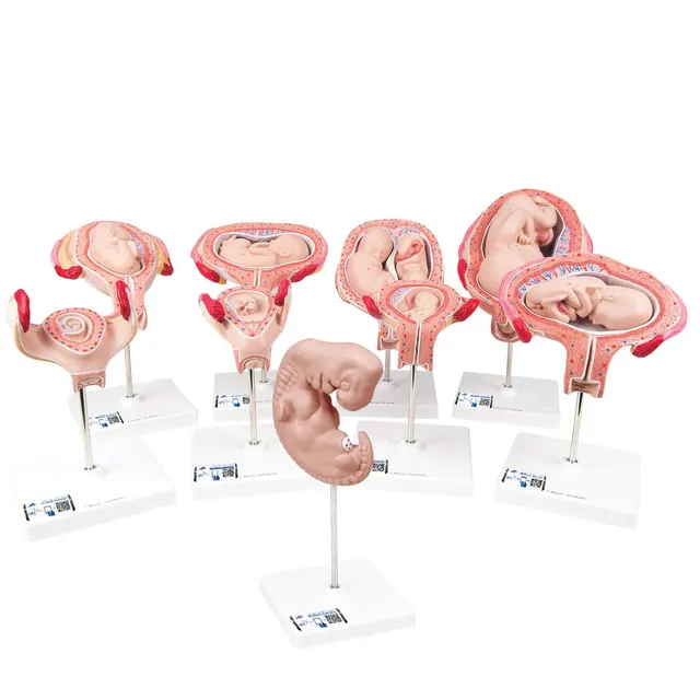3b-scientific-schwangerschaftsmodell-serie-9-modelle-3b-smart-anatomy-app-pvc image 1