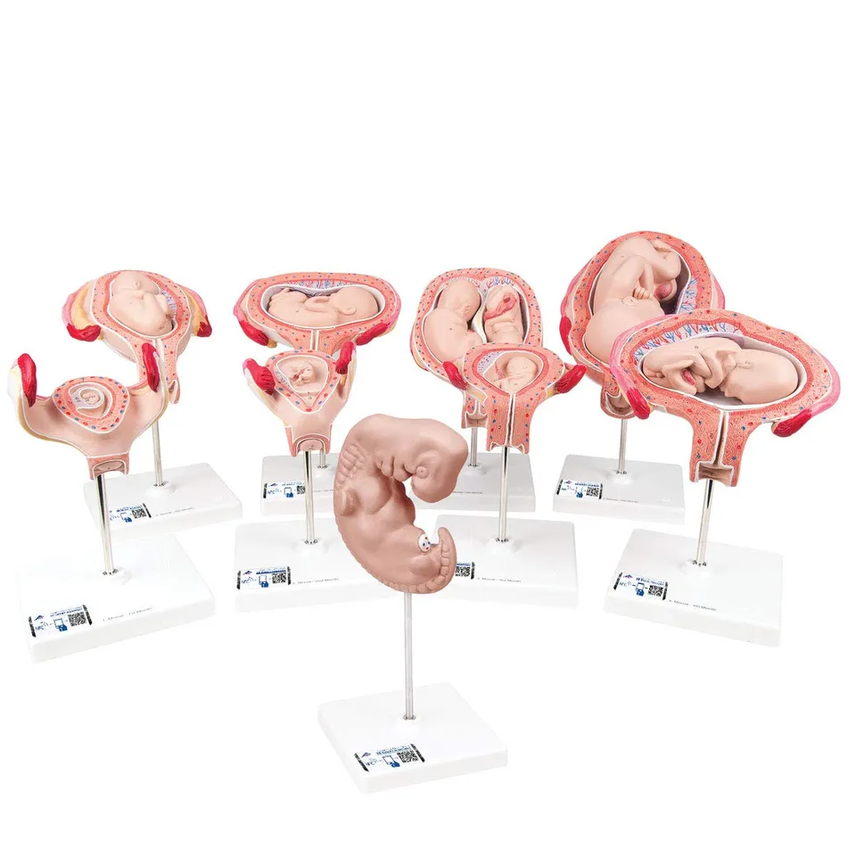 3b-scientific-schwangerschaftsmodell-serie-9-modelle-3b-smart-anatomy-app-pvc image 1