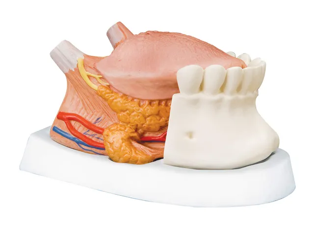 3b-scientific-zungenmodell-2-5-fache-gr-e-4-teilig-3b-smart-anatomy-app image 1